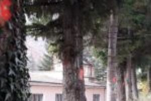 „Exces de zel” din partea funcţionarului care a marcat 52 de arbori pentru tăiere în staţiunea Băile Herculane