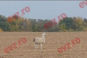 Un animal exotic a fost fotografiat pe un câmp din Timiş. FOTO