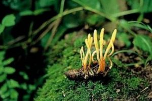 Viagra din Himalaya, ciuperca-insectă care creşte în interiorul omizilor