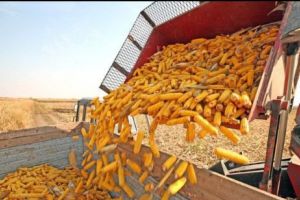 Agricultura ROMÂNIEI este in topul UE. Cifrele care indică faptul că am DEPĂȘIT o putere MONDIALĂ