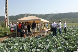 Vineri, 26 octombrie, AGROSEL face o prezentare de hibrizi de varză în localitatea Lunguleţu