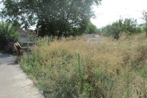 Bilantul ambroziei: Politia Locala a amendat 200 de timisoreni care nu si-au cosit buruienile, tot anul