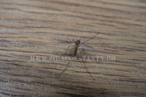 Zeci de cazuri de infectie cu virusul West Nile, inregistrate de la debutul sezonului 2018 pana in prezent. Doua decese inregistrate la Constanta