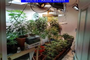 Perchezitii ale procurorilor DIICOT la un suspect de cultivare si detinere de droguri. Ce au descoperit anchetatorii (galerie foto+document)