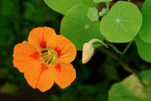 Condurul doamnei, un antibiotic natural si un deliciu culinar 