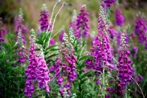 Degeţelul roşu (Digitalis purpurea) – beneficii şi proprietăţi