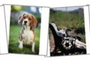 Câinii, în centrul atenţiei, vineri, la „Szimpla”