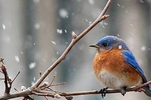 Tradiţii şi superstiţii de Sf.  Dumitru