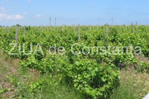 Contract semnat intre Triago Trading si Statiunea de Cercetare Viti-Vinicola Murfatlar (document)