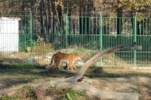 Adorabil – Pui de tigru la Zoo Piteşti