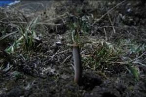 E mai TARE ca VIAGRA. Ciuperca-insectă care a ÎNNEBUNIT Lumea
