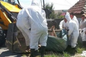 Ginerele unui şef de post din Maramureş acuzat că a adus pesta porcină în judeţ! A apărut deja al treilea focat