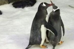 Culmea propagandei LGBT: doi pinguini gay au clocit un ou din care a ieşit un pui