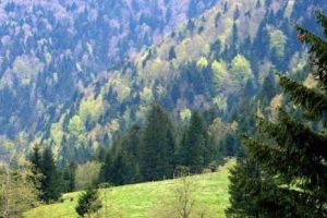 VIDEO spectaculos cu un animal PROTEJAT în pădurile României