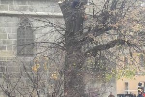 Un copac a luat foc lângă Biserica Neagră