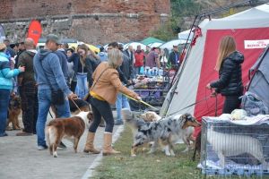 Parada câinilor, în Cetatea Oradea: Halloween Dog Show! (FOTO / VIDEO)
