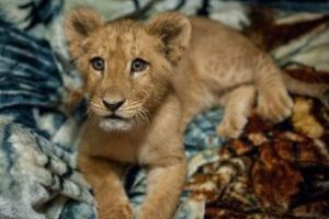 Un barbat care tinea un pui de leu intr-un apartament de langa Paris, condamnat la sase luni de inchisoare