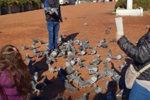 Porumbeii din Piaţa Milea, cei mai buni prieteni!