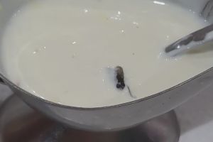 VIDEO. Muştele ,,lovesc” din nou. Sos alb cu ,,carne”, la o pizzerie din municipiu