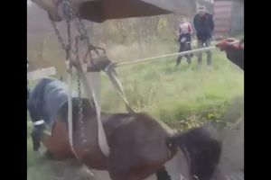 FOTO&VIDEO. Cal căzut într-o fosă septică, salvat de pompierii sătmăreni