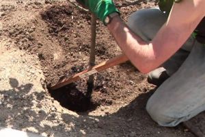 E timpul să plantăm corect pomii fructiferi