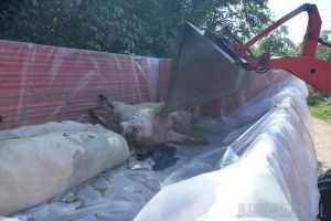 După lichidarea a 1.372 de porci, în Bihor există o nouă suspiciune de pestă porcină!