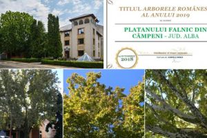 Platanul falnic din Câmpeni a fost desemnat câştigător al competiţiei naţionale ”Arborele anului 2019”