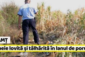 Neamţ: Femeie lovită şi tâlhărită în lanul de porumb