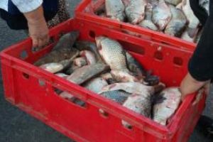 Comercianti ambulanti, identificati de jandarmii constanteni. Peste, vandut in conditii improprii!