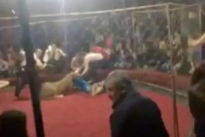 Momente GROAZNICE la CIRC. O FETIȚĂ de 4 ani a fost ATACATĂ de o LEOAICĂ. Video