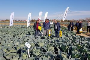 Agrosel a prezentat mai mulţi hibrizi de varză, amelioraţi în România, legumicultorilor din Lunguleţu
