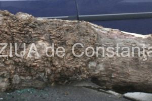 Un copac a cazut peste o masina in Mamaia. Pomacost SA, scoasa de la plata: Reparatiile, suportate de Consiliul Local si de Municipiul Constanta, prin primar 