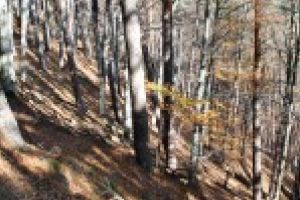 Primarul Sorin Blaga reacţionează: Văliugul, băgat ilegal la Reşiţa şi Caransebeş în Ocolul Silvic Banatul Montan!