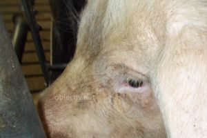 Focar de Pestă Porcină în Slobozia Nouă