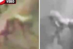 Creatură bizară, Jumătate OM jumătate CÂINE, traversează autostrada. VIDEO în articol