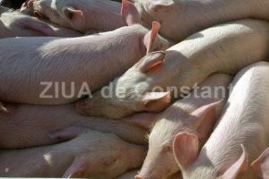 Ferma de porci noua la Negru Voda. Cine este beneficiarul (document)