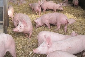 Mirosurile pestilenţiale de la Orăştie persistă şi acum