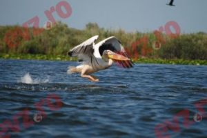 Delta Dunării poate fi vizitată virtual