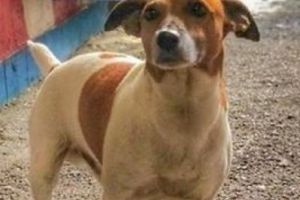 Mafia italiana Camorra ofera mii de euro pentru uciderea acestui caine!