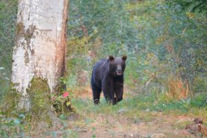 Urs prins într-o capcană pusă pe Valea Bârgăului. Ce s-a întâmplat cu el
