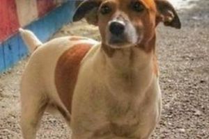 Mafia italiana Camorra ofera mii de euro pentru uciderea acestui caine! Ce paguba a putut sa le provoace