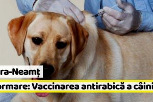 Neamţ: Primăria Piatra-Neamţ anunţă că cetăţenii pot vaccina câinii antirabic gratuit