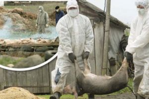 Pesta porcină africană loveşte din nou la Satu Mare. Patru focare noi!