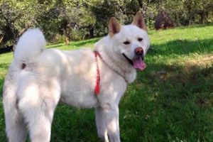 Lord a dispărut! Cei care l-au văzut sunt rugaţi să-i anunţe stăpânii