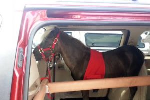 Cu calul în microbuz – Șofer fără carnet de conducere prins de poliţişti în timp ce transporta animalul, fără documente sanitar veterinare