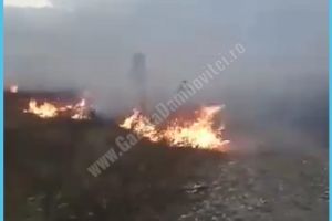 CRÂNGURILE: Câmp de panouri solare, ameninţat de un incendiu de vegetaţie