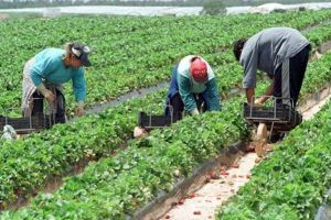 Locuri de muncă la cules de mazăre în Danemarca şi Portugalia