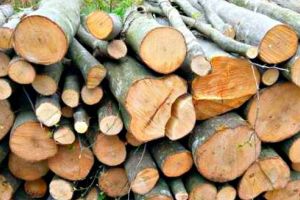 Bărbaţi prinşi cu lemne fără documente