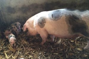 Scroafă, depistată cu pestă porcină africană, foarte aproape de Gorj!