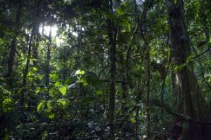 Terra a pierdut 60% din fauna salbatica in 44 de ani